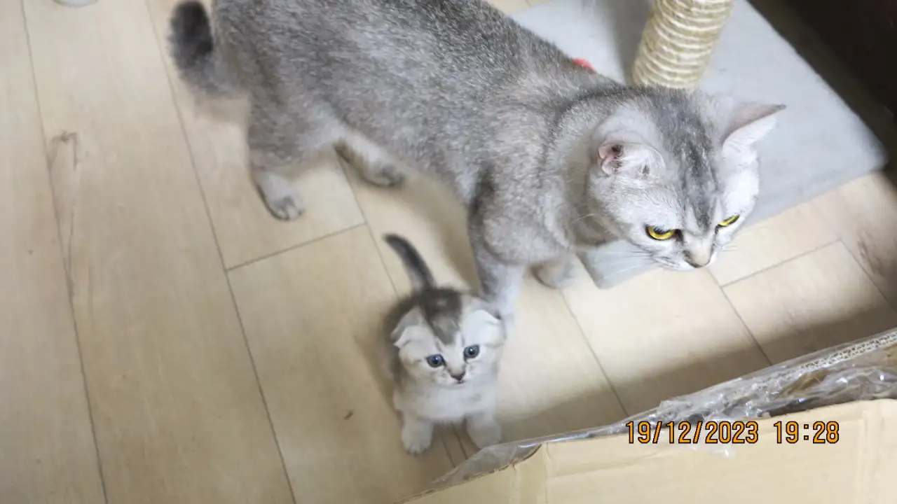 Шотландские котята, фотография 8