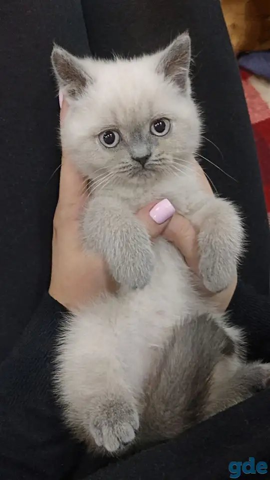 Британские котята СКИДКА 60% (питомник), фотография 8