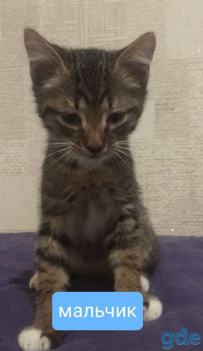 Котята 2.5 месяца, фотография 3
