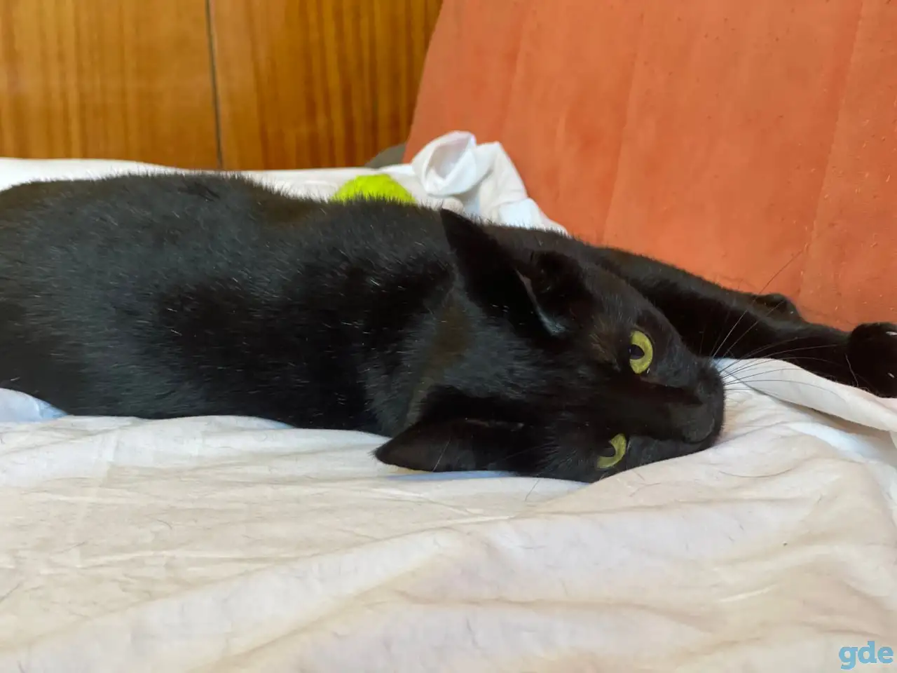 Чёрная кошка Агата мечтает обрести семью!, фотография 4