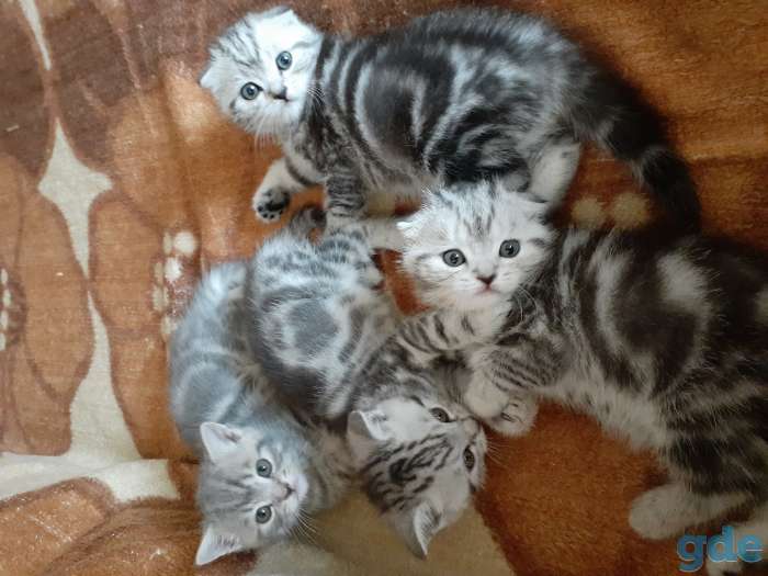 Шотландские котята, фотография 1