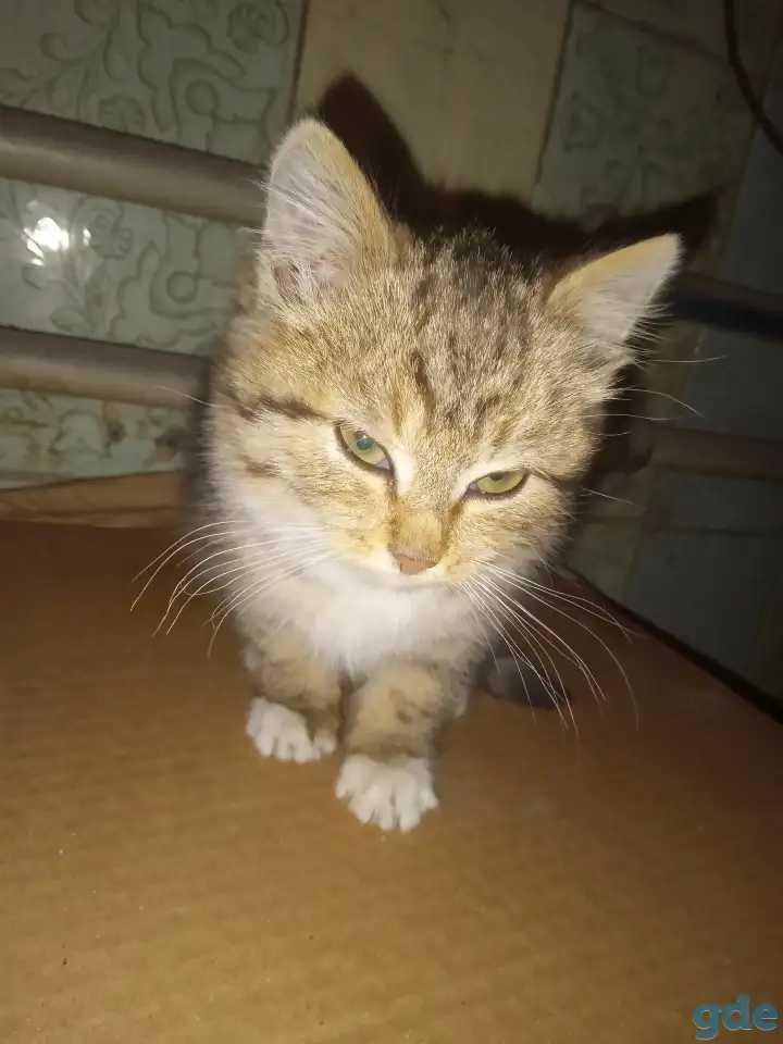 Найден котёнок, фотография 1