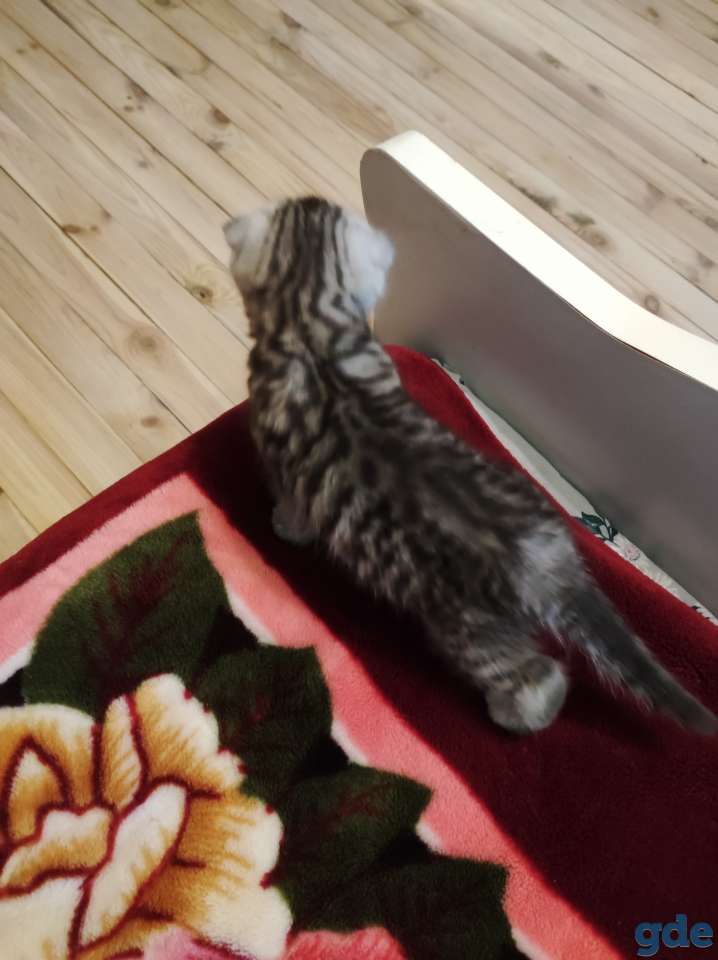 Шотландский вислоухий котенок, фотография 4