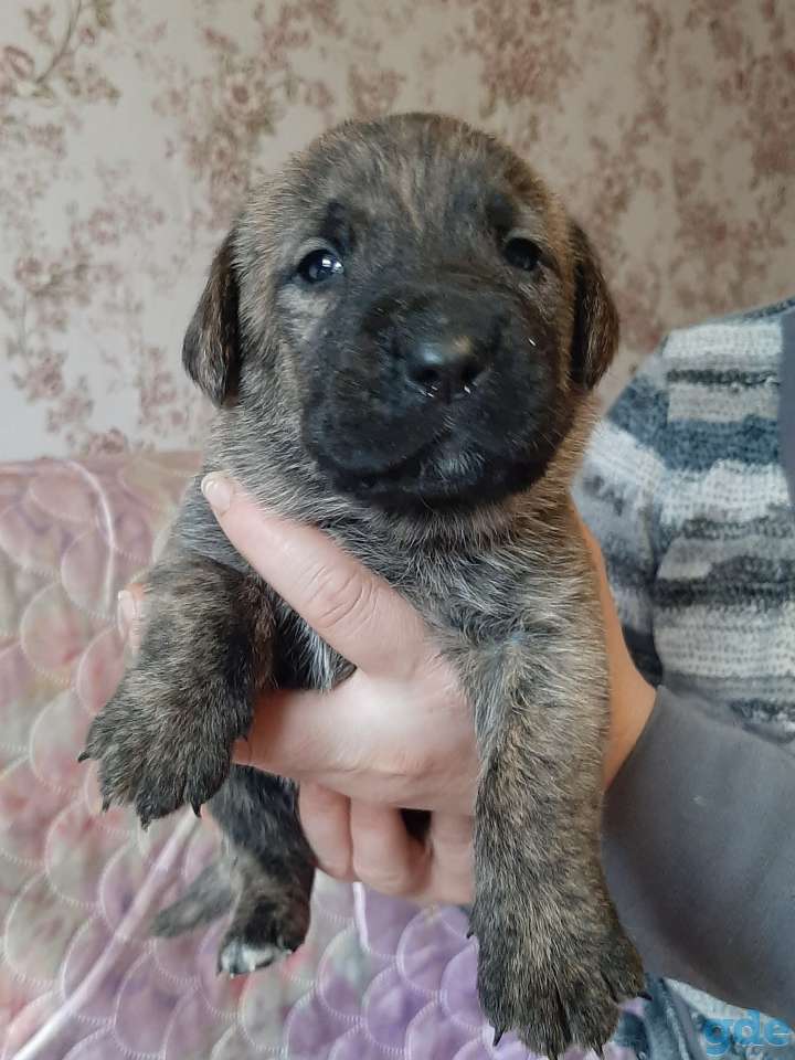 Продам щенков от Кане-корсо 2 мальчика и девочка., фотография 3