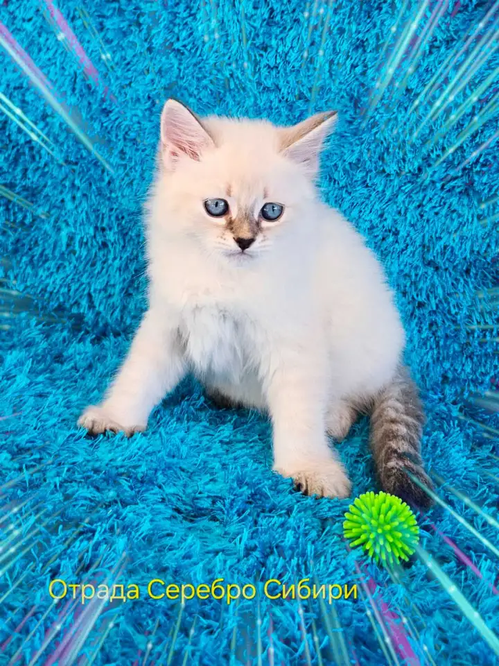 невские маскарадные котята-резерв, фотография 1