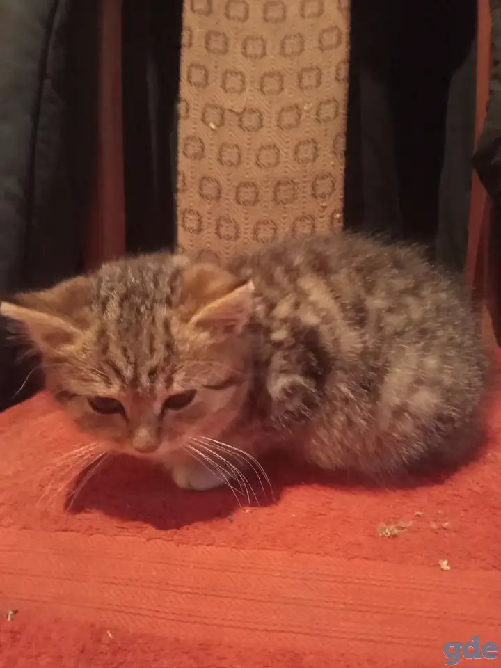 Найден котёнок, фотография 7