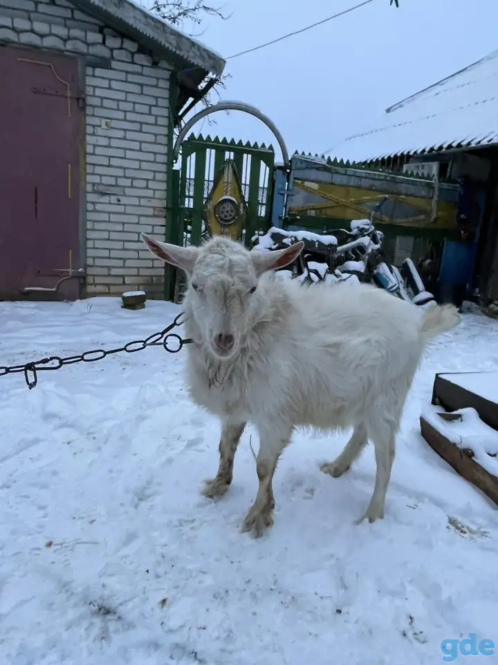 Продам породистого козлика (9 месяцев), фотография 1