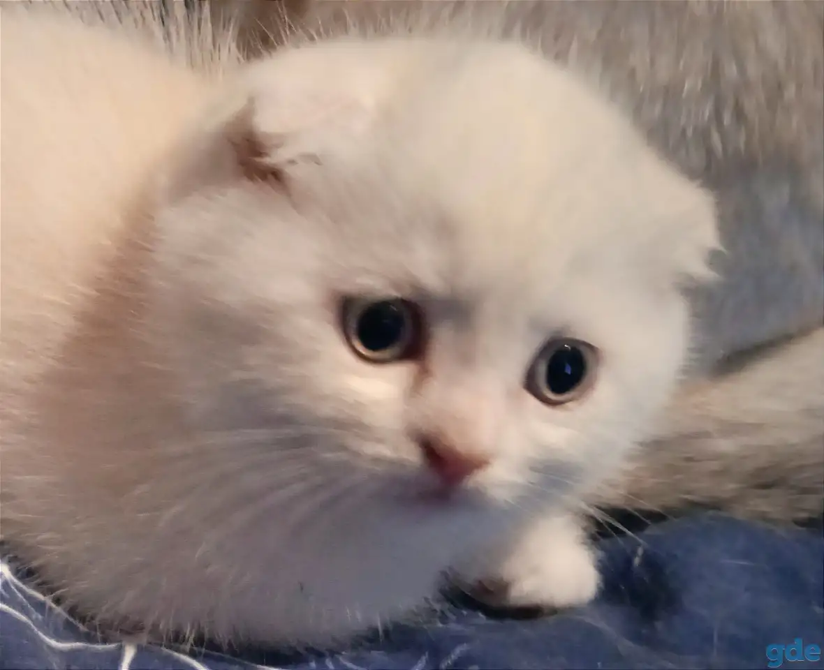 Шотландские котята, фотография 9