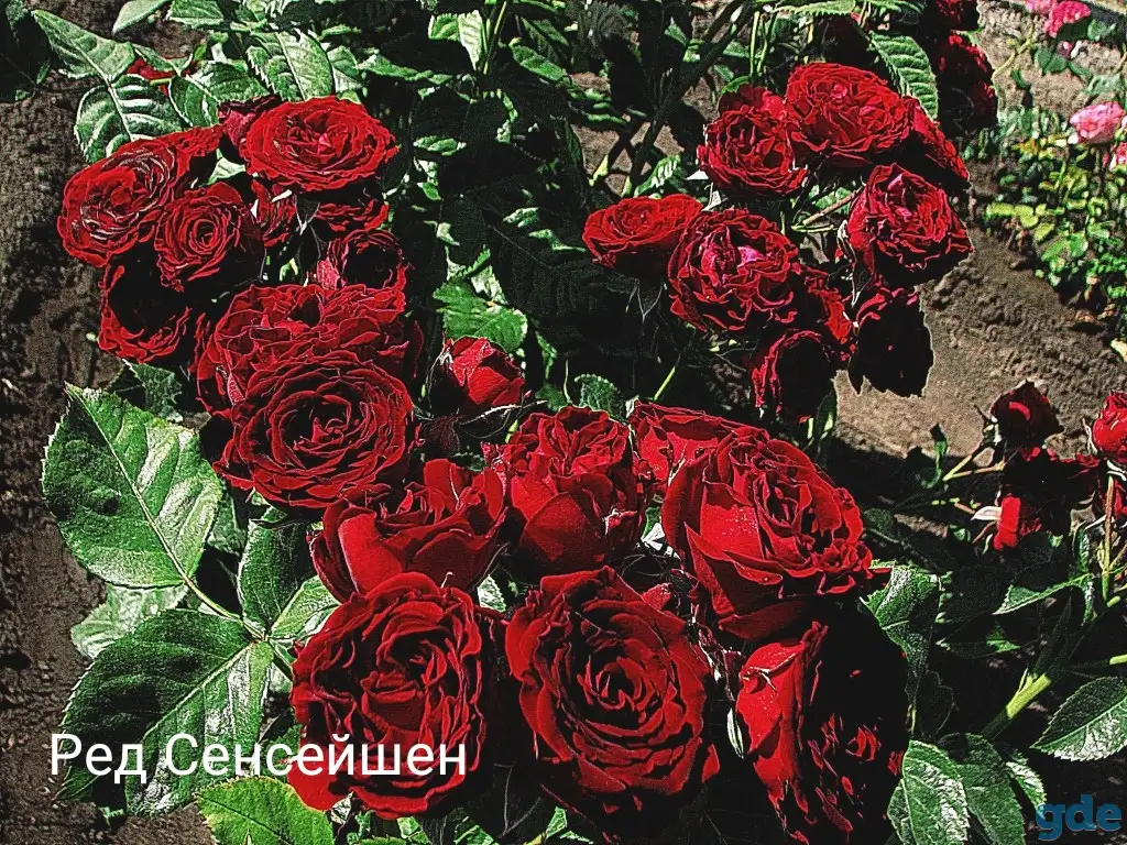 Саженцы розы спрей., фотография 11