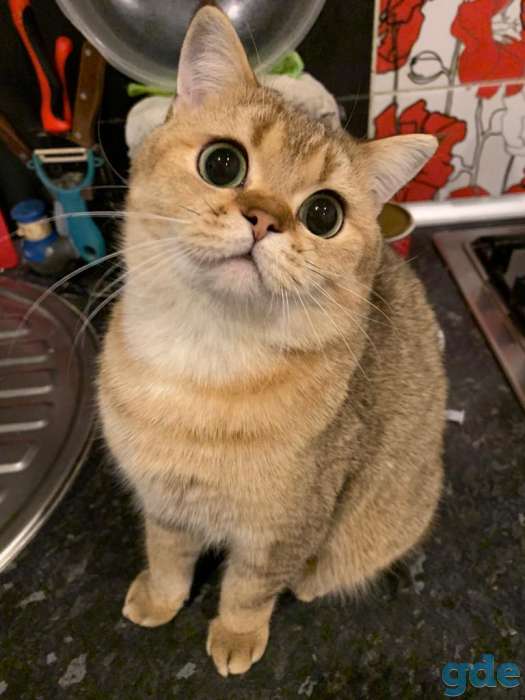 Вязка кота, фотография 1