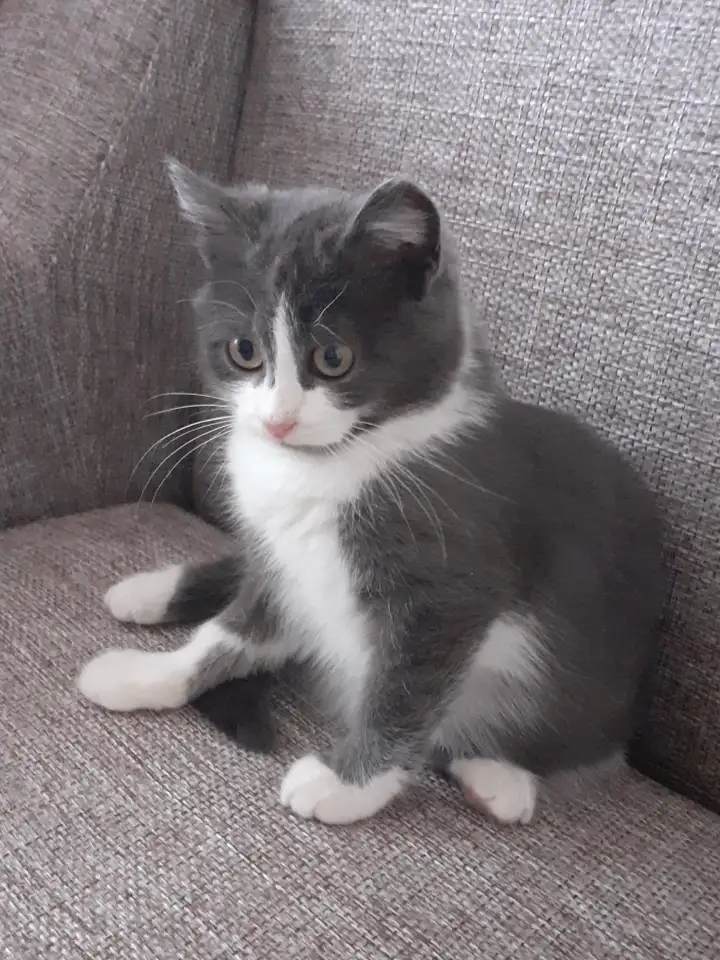 Отдам котят, фотография 4