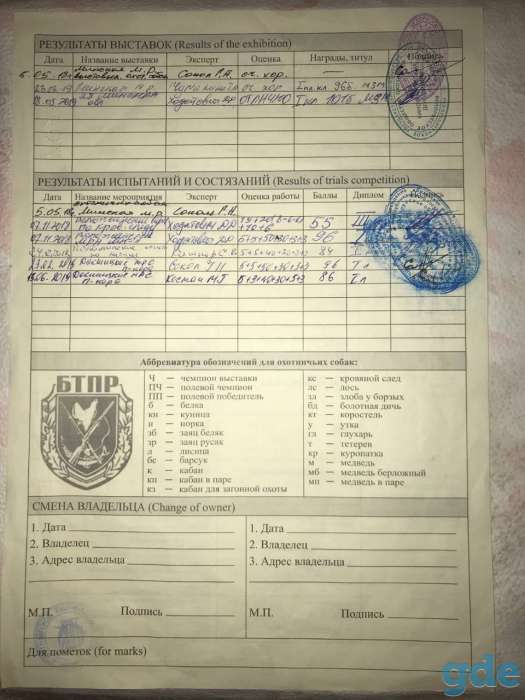 Продам щенка ягдтерьера ( кобель) с родословной, от рабочих родителей., фотография 8