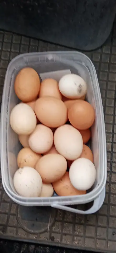 Домашние яйца, фотография 2