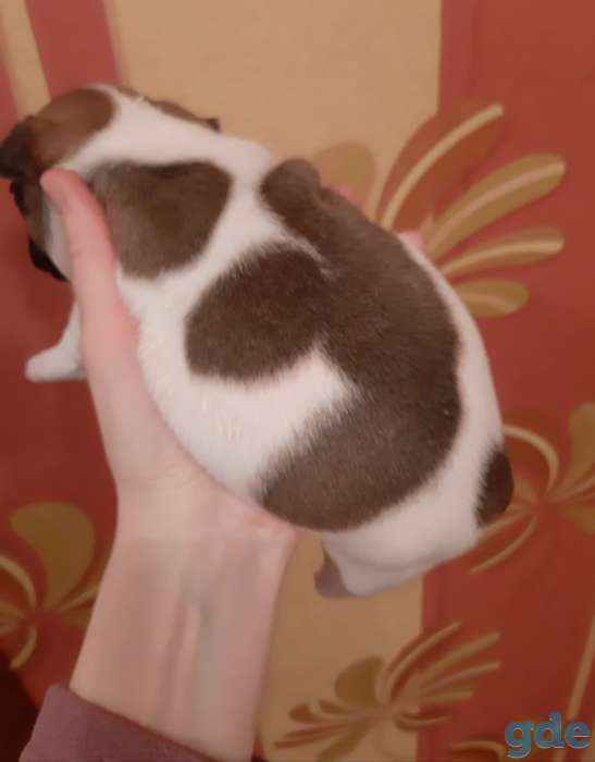 Щенки французского бульдога, фотография 9