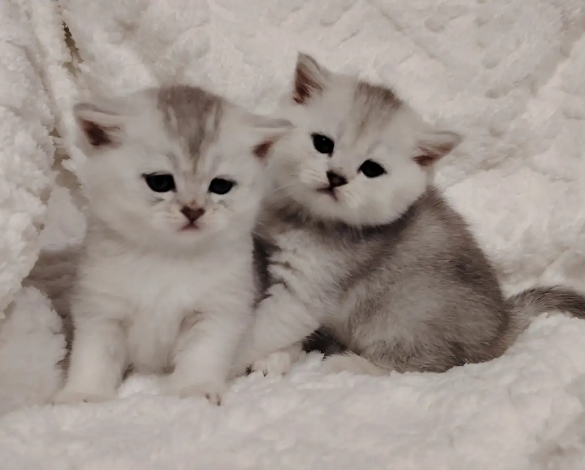 Шотландские котята., фотография 1