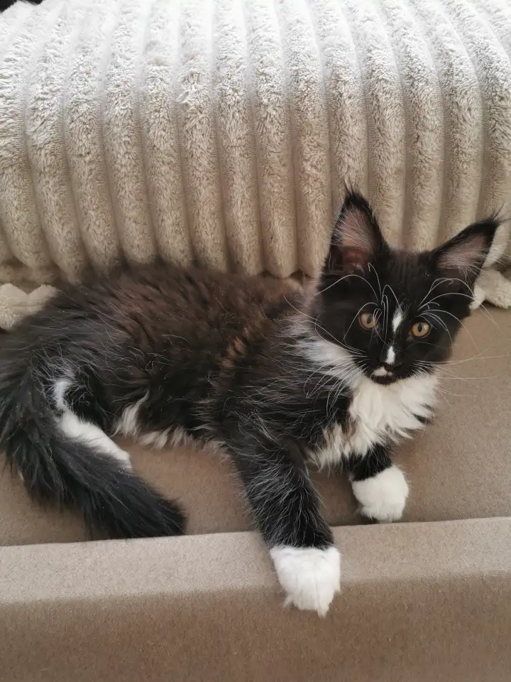 Котята Мейн Кунчики, фотография 4