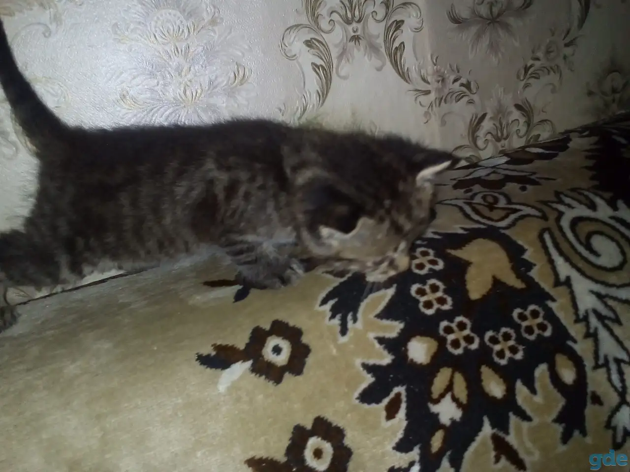 Маленькие котята ищут дом, фотография 1