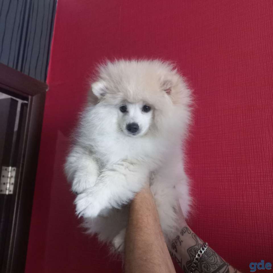 Собака, фотография 1