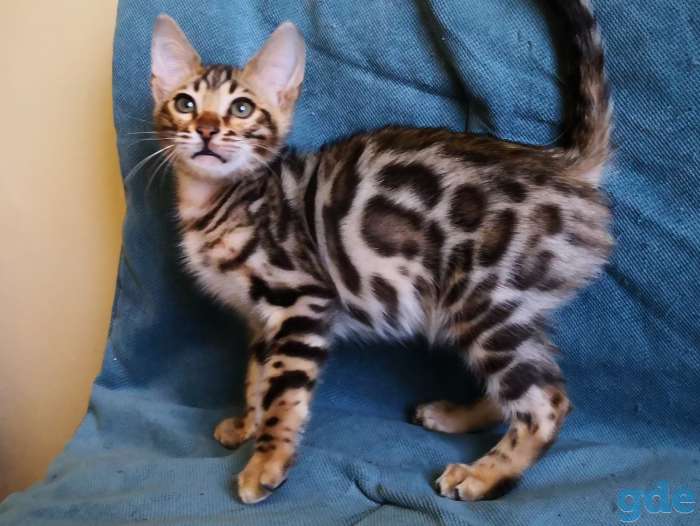 Бенгальские котята, фотография 1