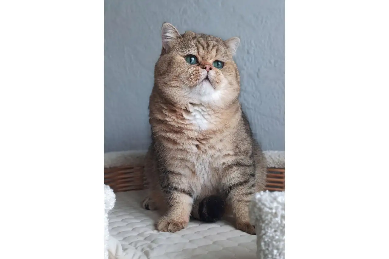 Котята Серебристая шиншилла, фотография 5