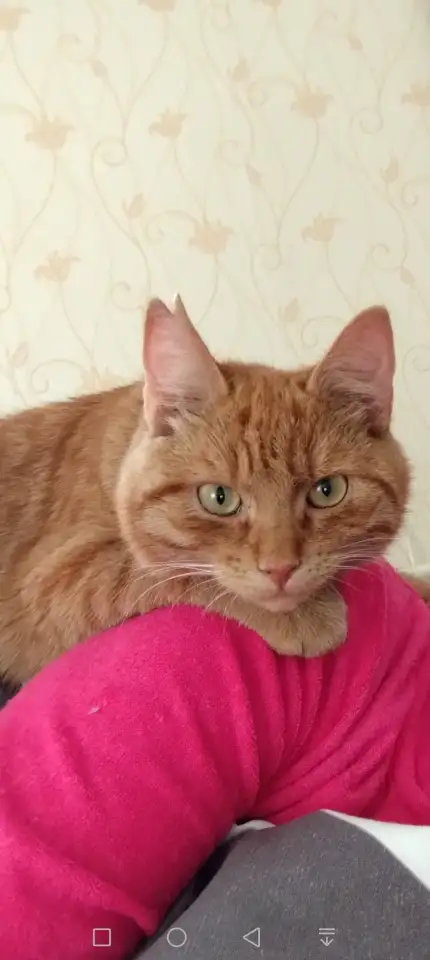 Пропал рыжий кот, фотография 3