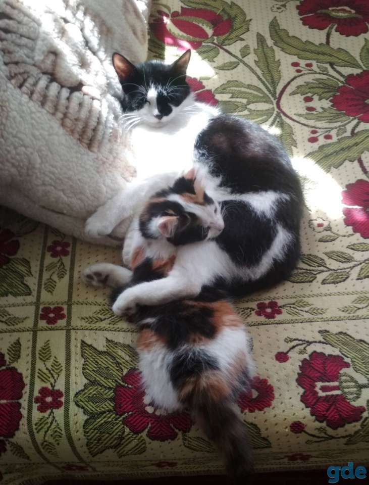 Котята, фотография 7