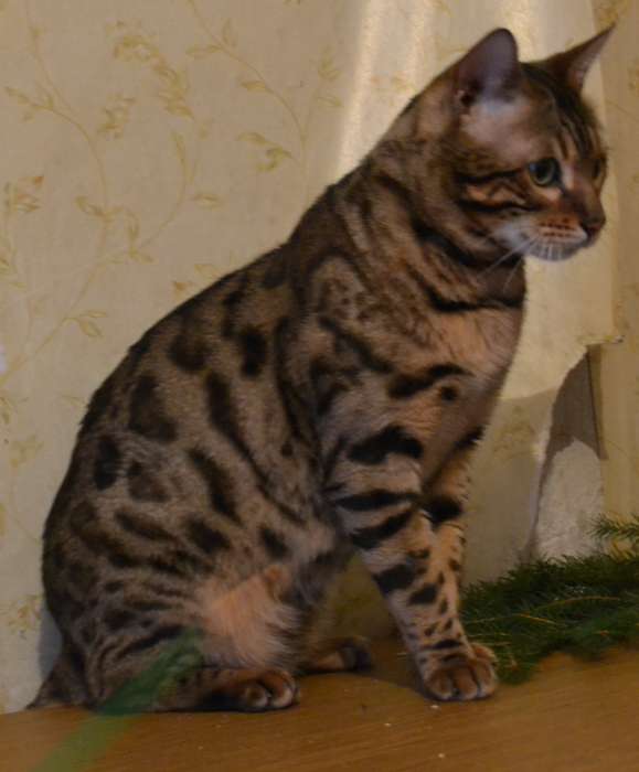Бенгальский кот, чемпион породы, приглашает на вязку., фотография 2