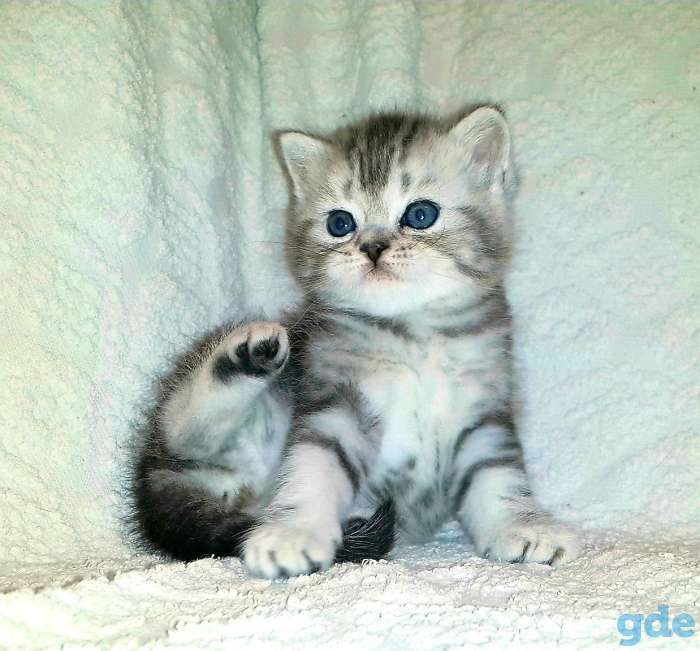 Шотландские Вислоухие и Прямоухие котята, фотография 4