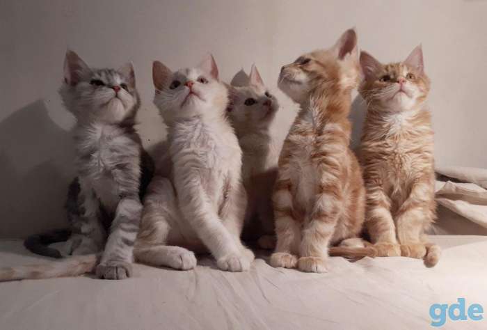 Котята Мейн КУН, фотография 1