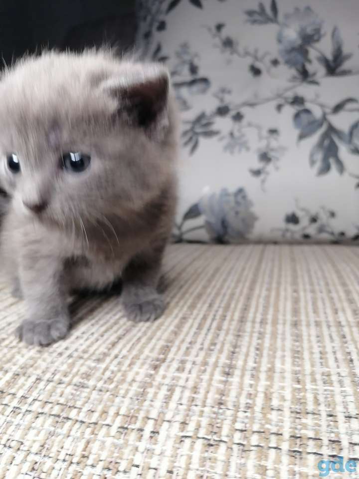 Русский голубой котик, фотография 2