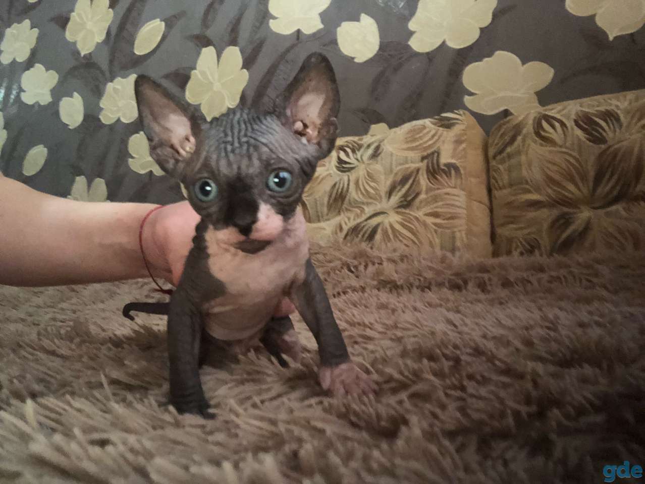 Канадский сфинкс, фотография 3