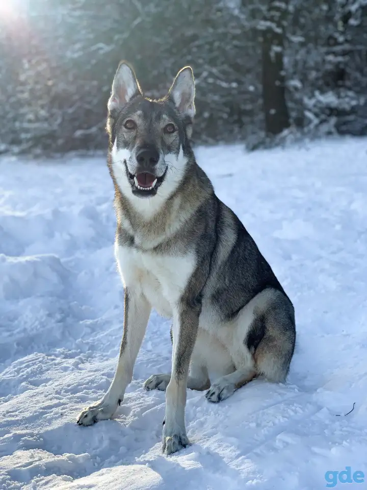 Отдам Чехословацкого влчака, фотография 1