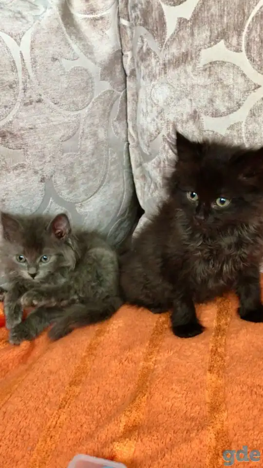 Отдам даром котят, фотография 2