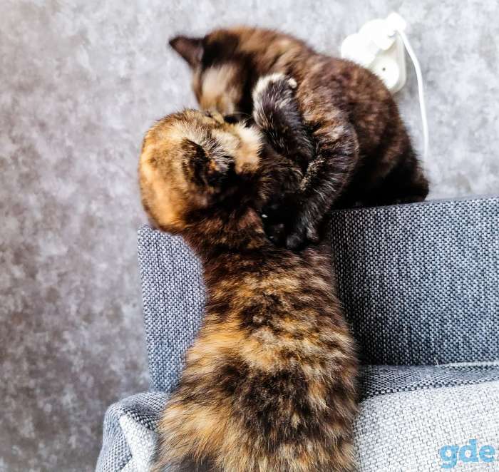 Шотландские котята .  Черепаховая кошка, фотография 5