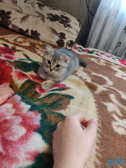 Шотландские котята, фотография 9