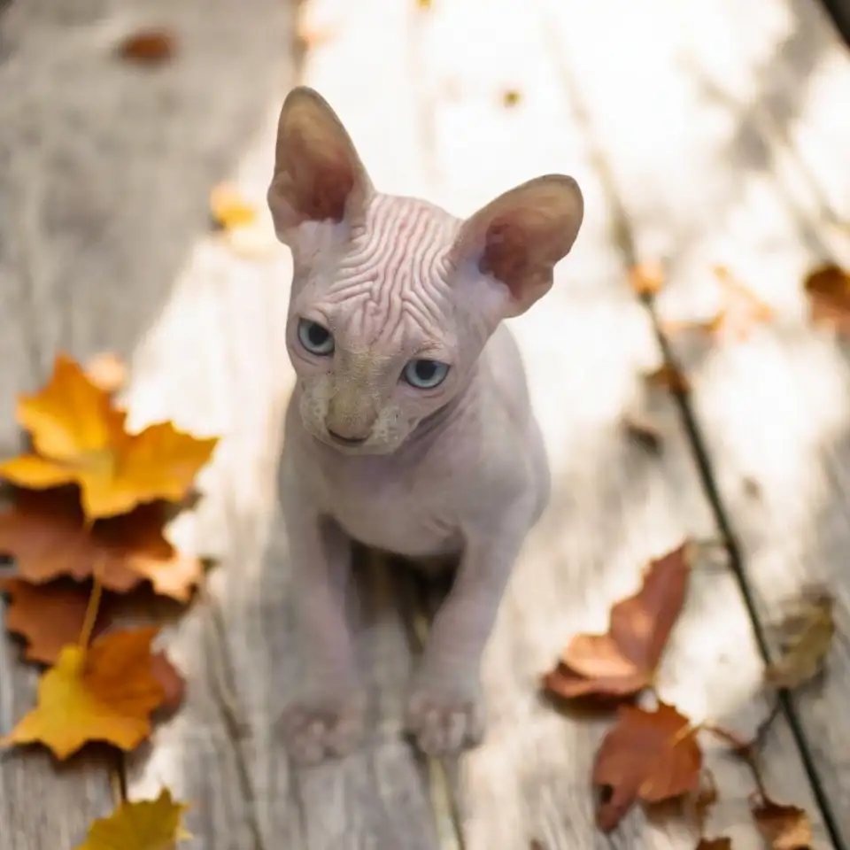 Котята канадского сфинкса, фотография 4