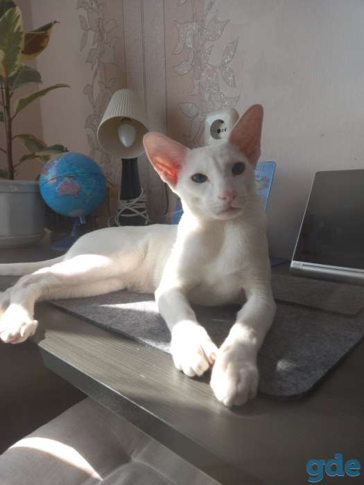 Ориентальные котята, фотография 4