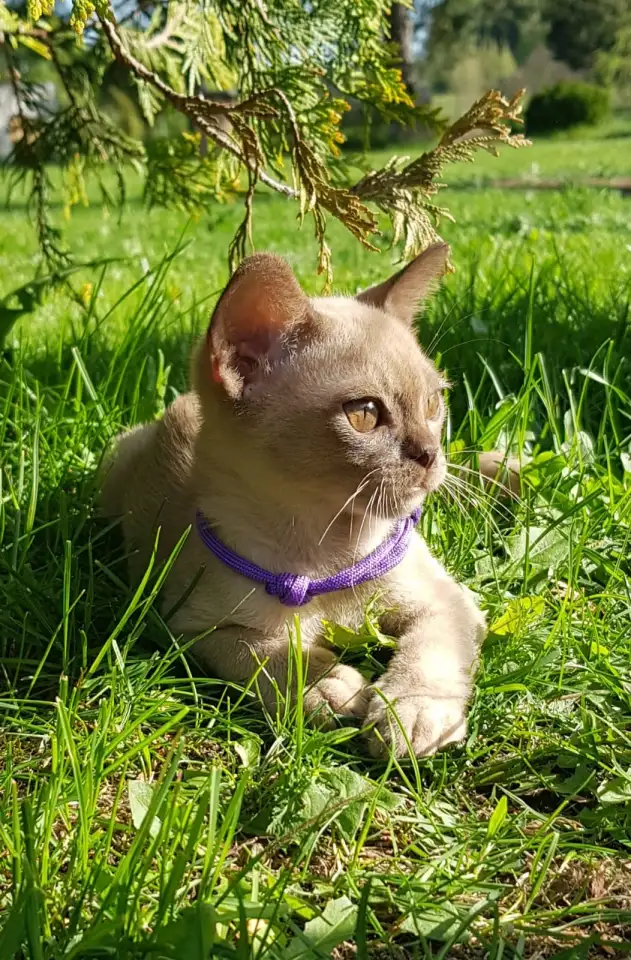 Котята Европейской бурмы, фотография 9