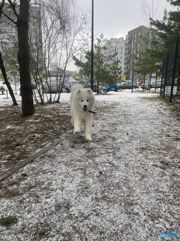 Малыш самоед, фотография 3