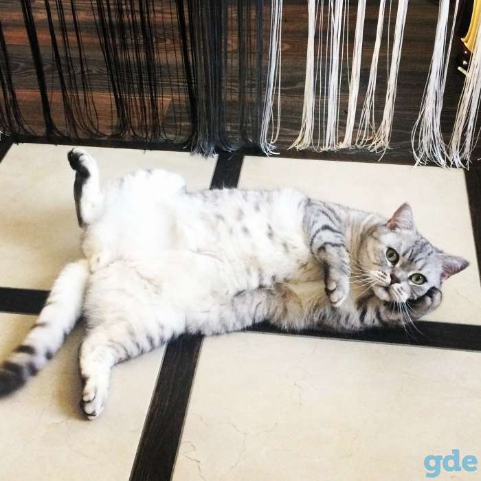 Отдадим кота в добрые руки, фотография 1