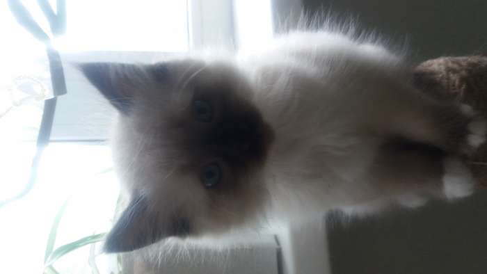 Котята, фотография 6