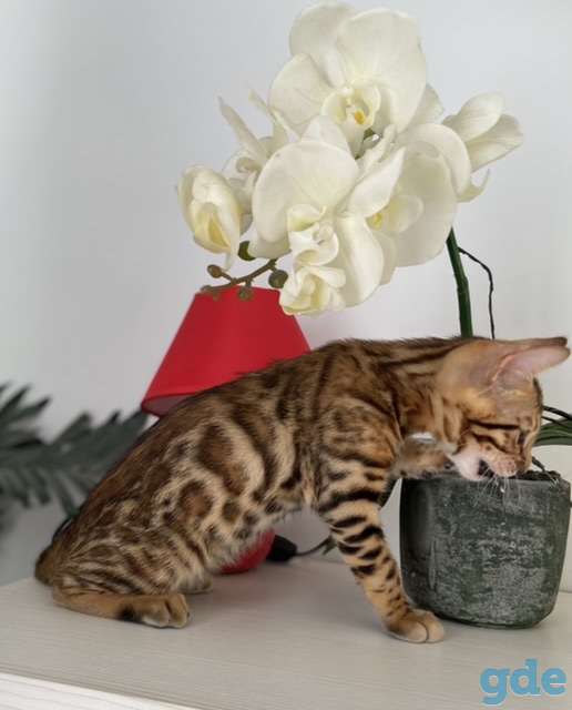 Бенгальская кошка, фотография 3