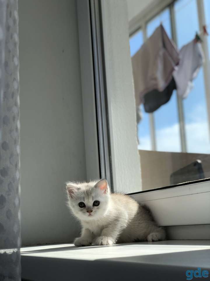 Шотландские котята, фотография 6