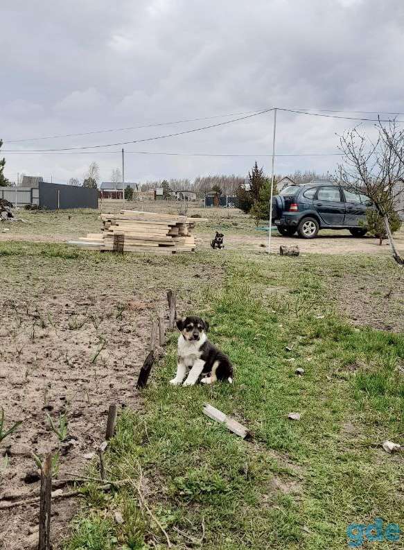 Отдам щенка бесплатно, фотография 4