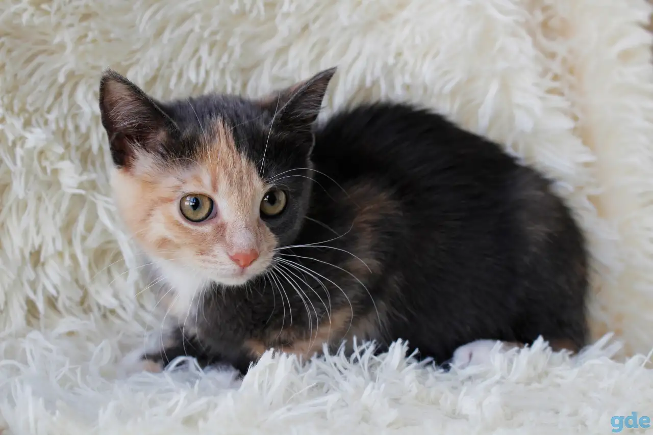 Котенок Бони, фотография 3