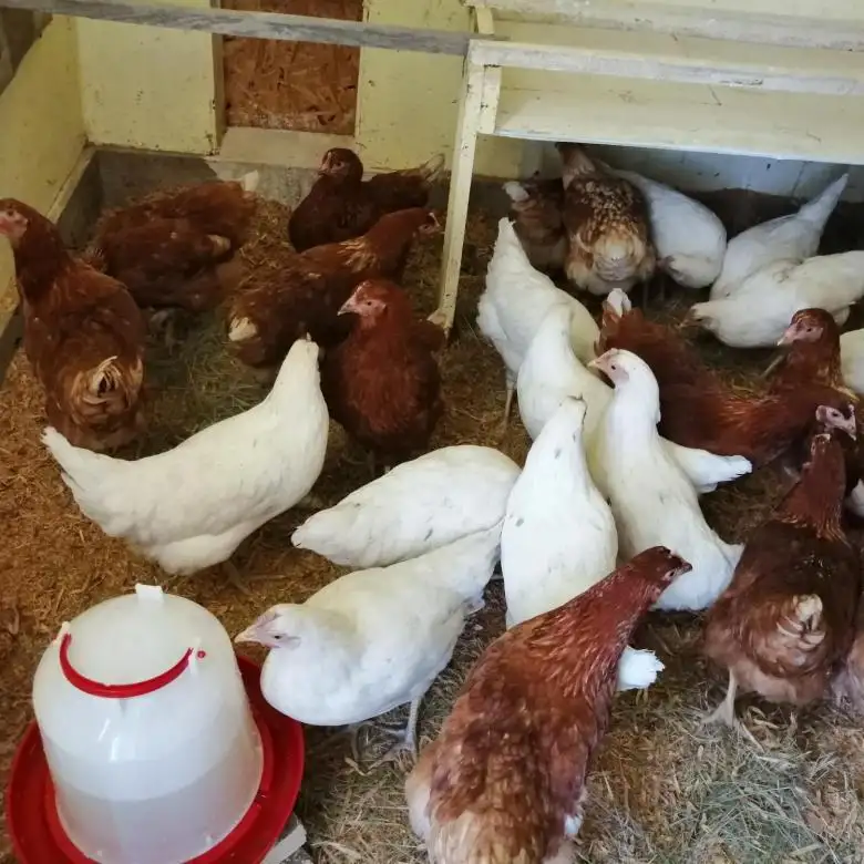 Продам кур несушек, фотография 1