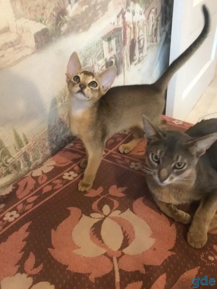 Котята, фотография 5