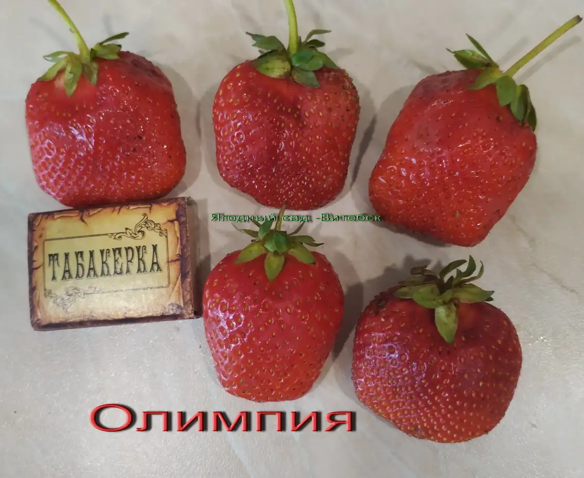 САЖЕНЦЫ КЛУБНИКИ - 50 сортов - купить  в Бресте  с питомника, фотография 17