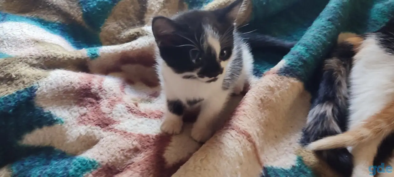 Отдам котят, фотография 1