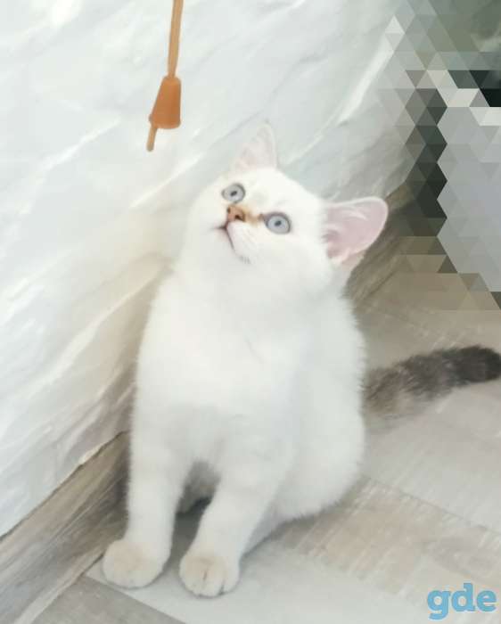 Котенок, фотография 4